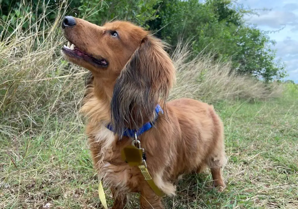 Signs That Dachshund's Teeth Are Starting to Change