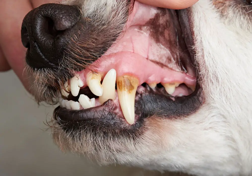 Signs that Show Your Dog Needs Tooth Cleaning