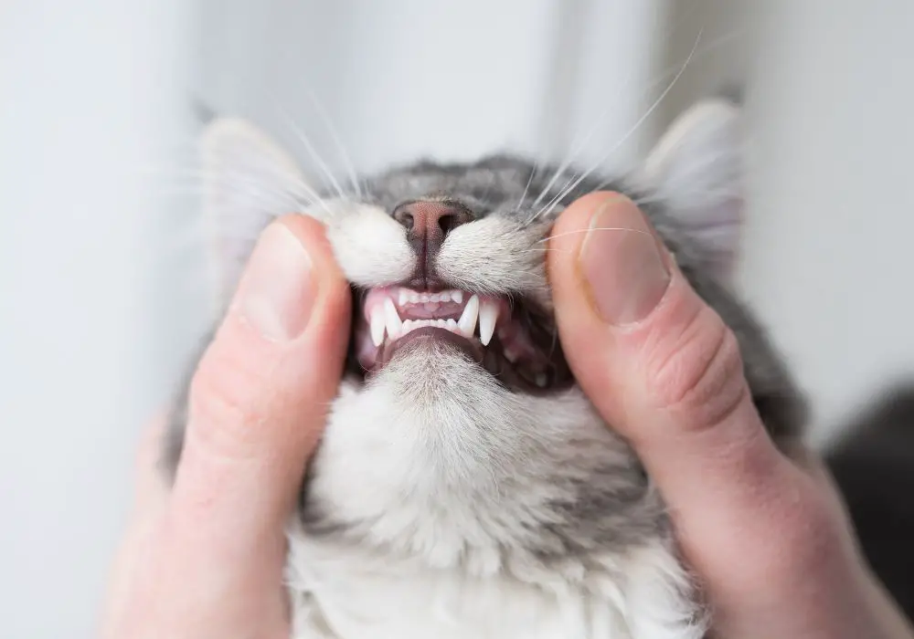 Signs to look out for that your cat has dental problems