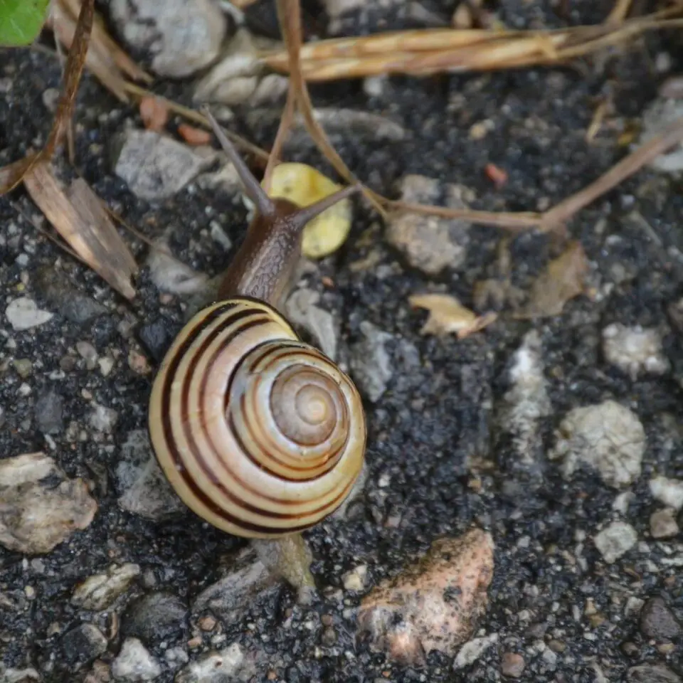 What Animal Has the Most Teeth? (Top 6 Animals)