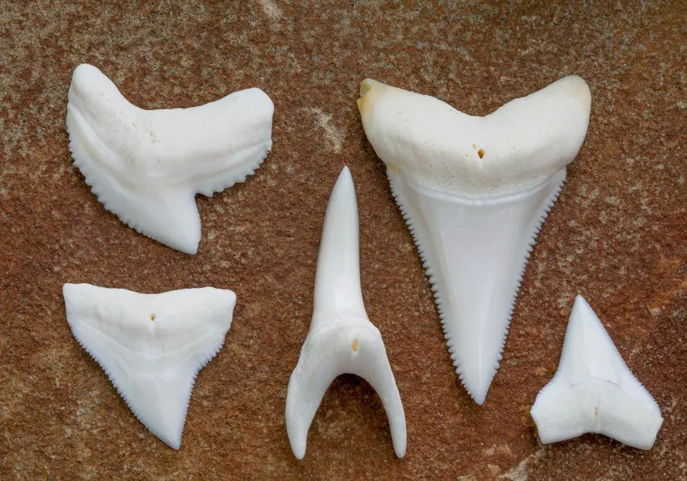 Teeth of Specific Shark Species
