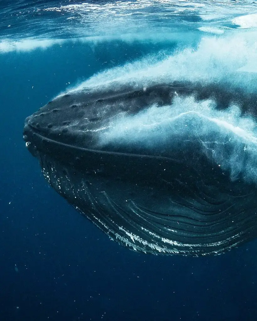 How Many Teeth Does a Whale Have? (Fun Facts)