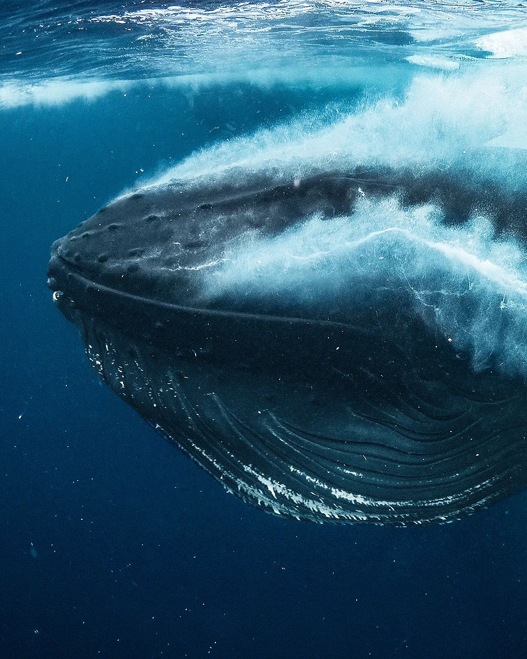 The Baleen Whale