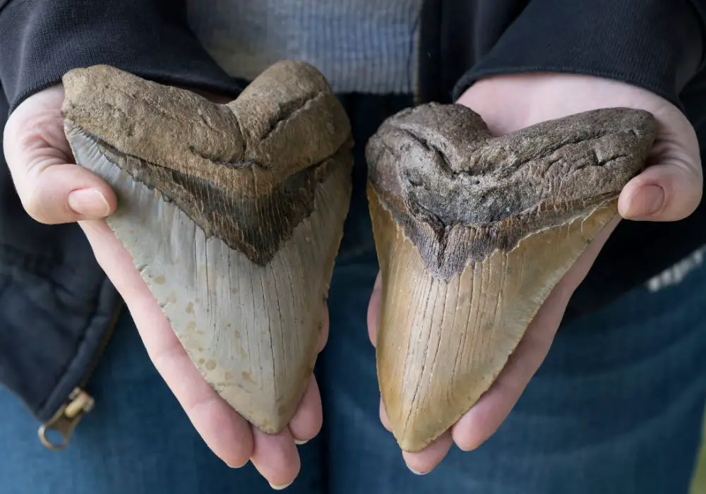 The Megalodon's Teeth