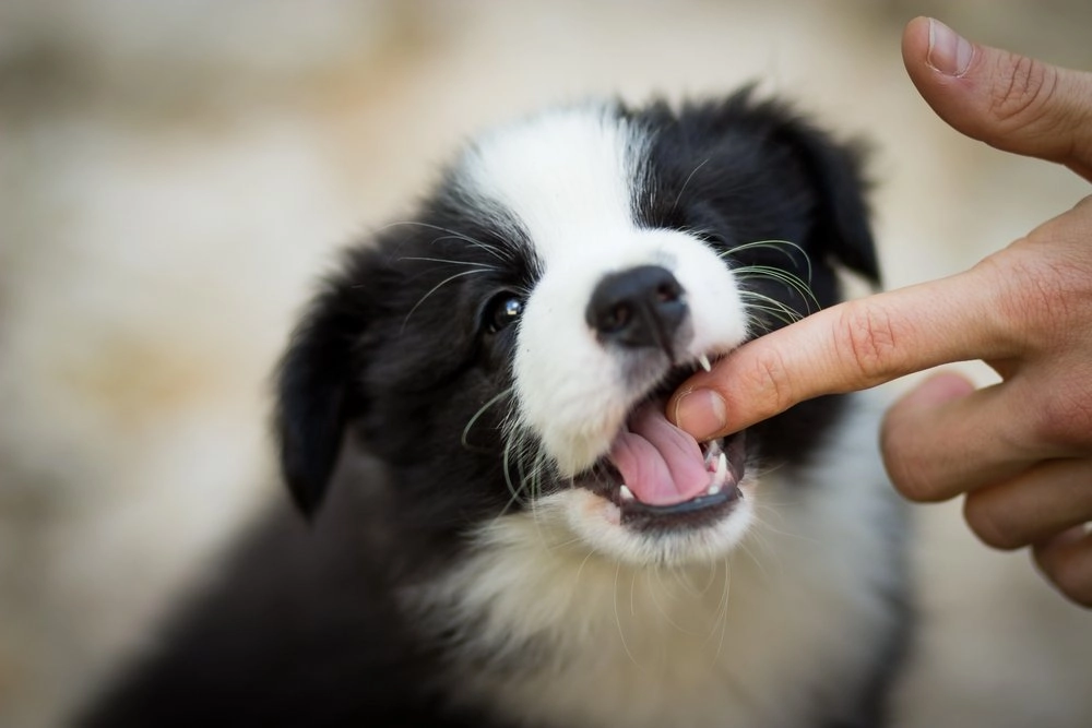 The dog may be feeling some pain or discomfort in its teeth and mouth