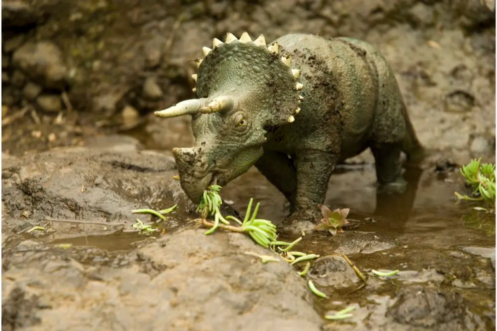 Triceratops