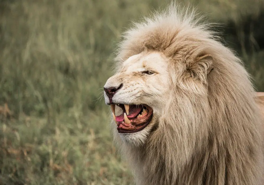 Types of Adult Teeth Lions Have