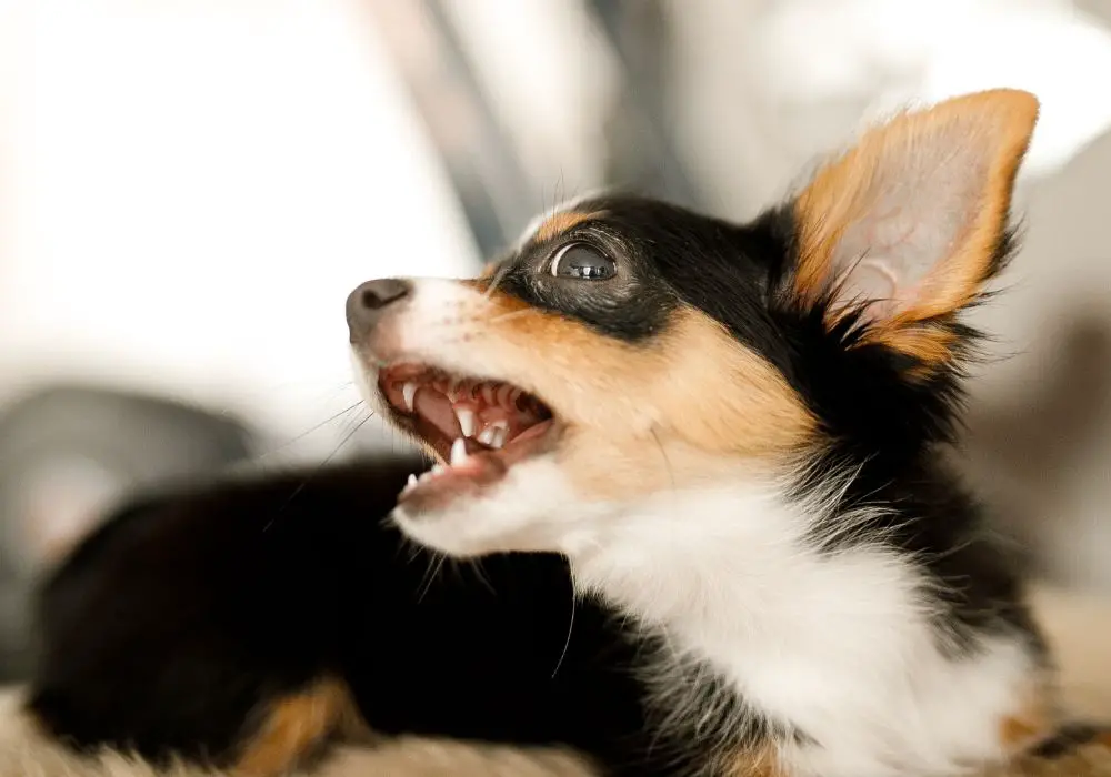 Types of Chihuahua Teeth