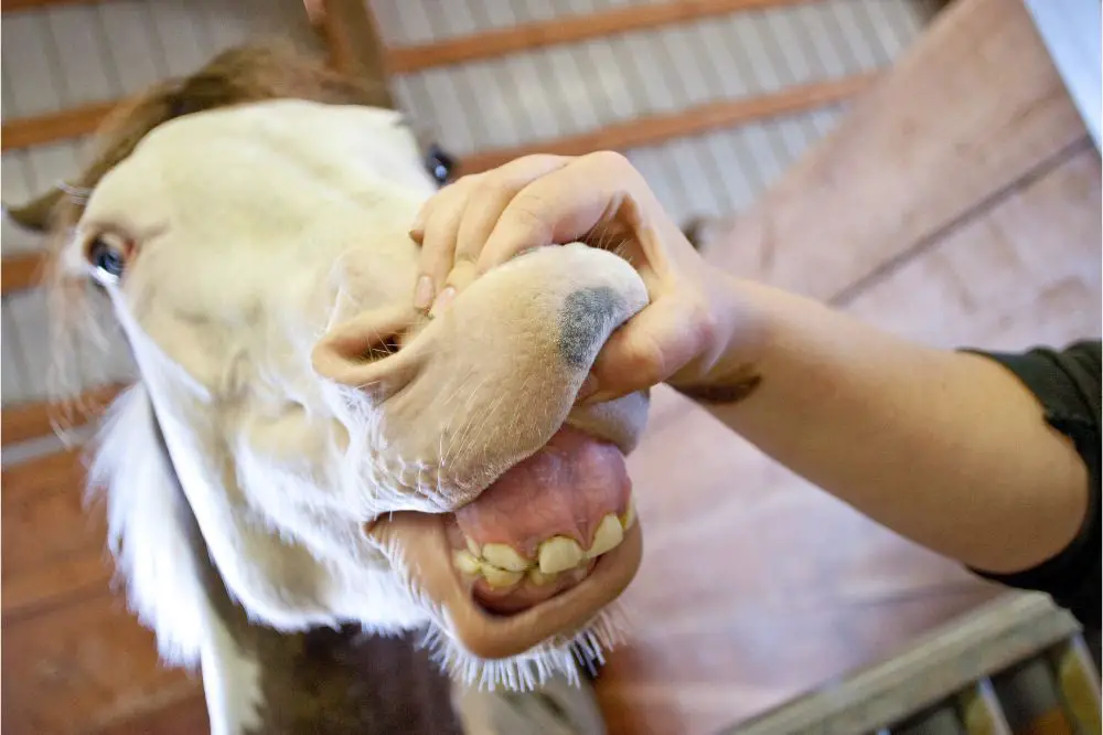 Types of Horse Teeth