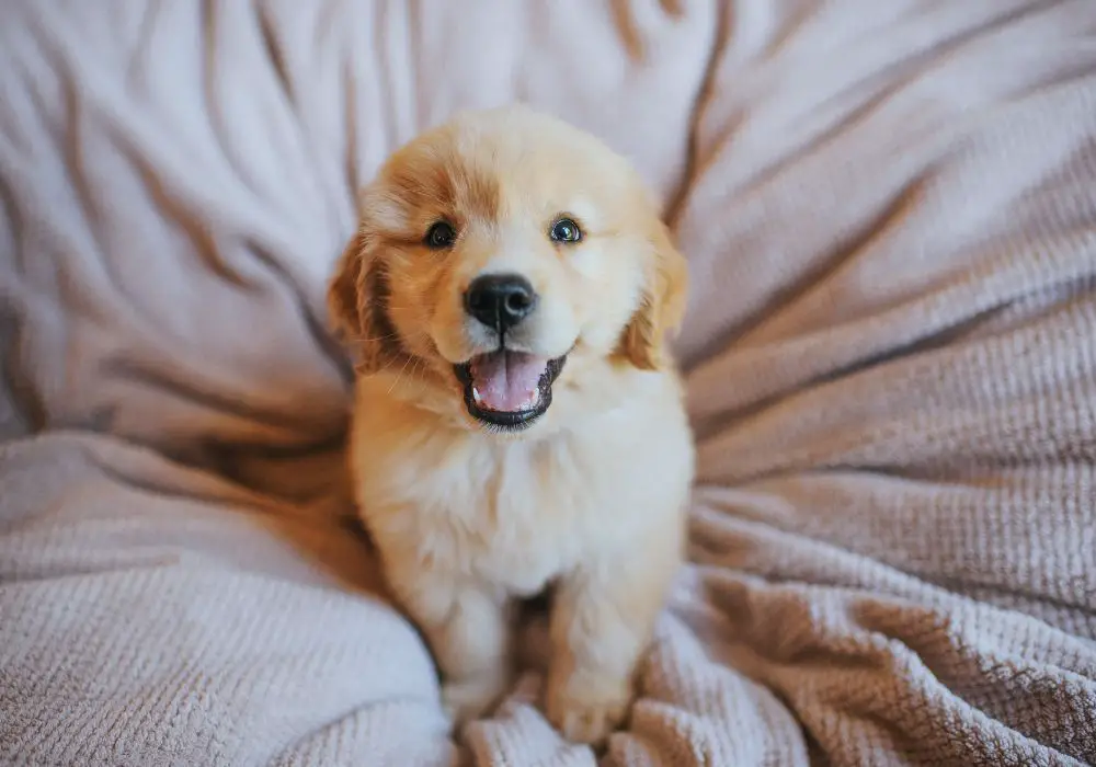 Types of Puppy Teeth