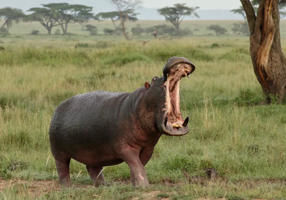 What Are Hippo's Teeth Made of? Do They Clean Them?