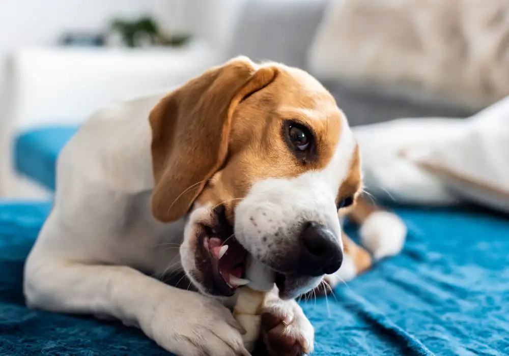 What Are Puppy Teething Symptoms?