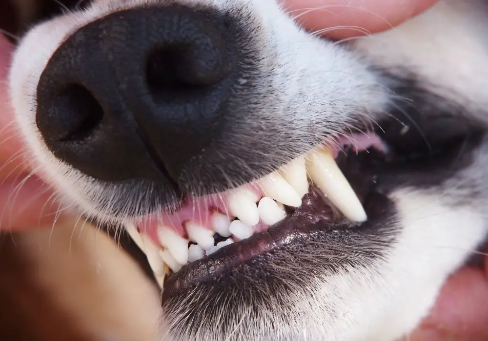What Can Cause Teeth Grinding in Dogs