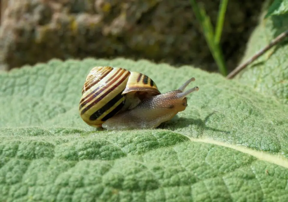 How Many Teeth Do Snails Have? (With Fun Facts)