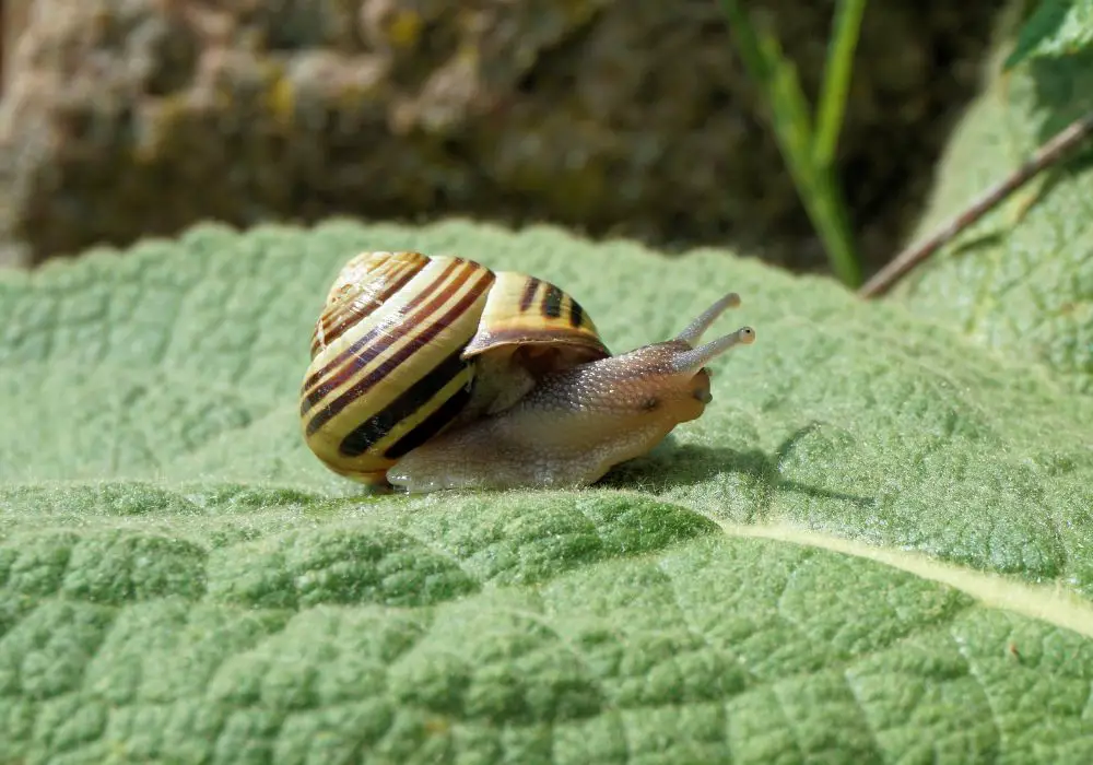 What Do Snails Eat?