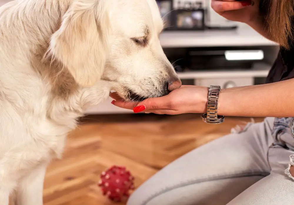 What Kind of Food Should You Feed Your Dog After a Cleaning