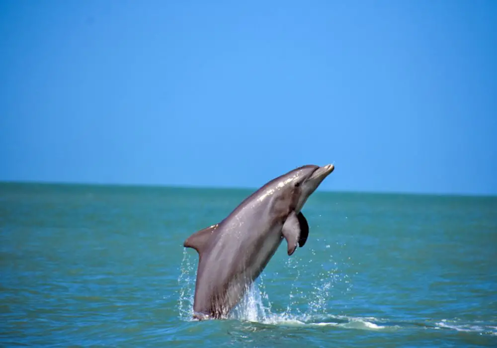 What do dolphins eat?