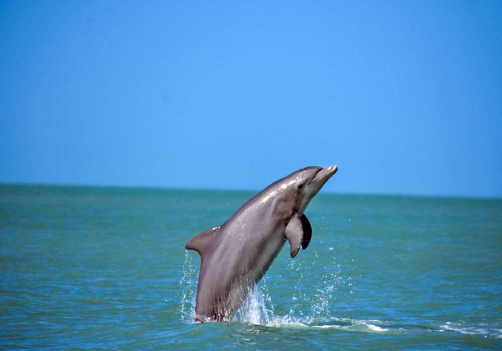 What do dolphins eat?