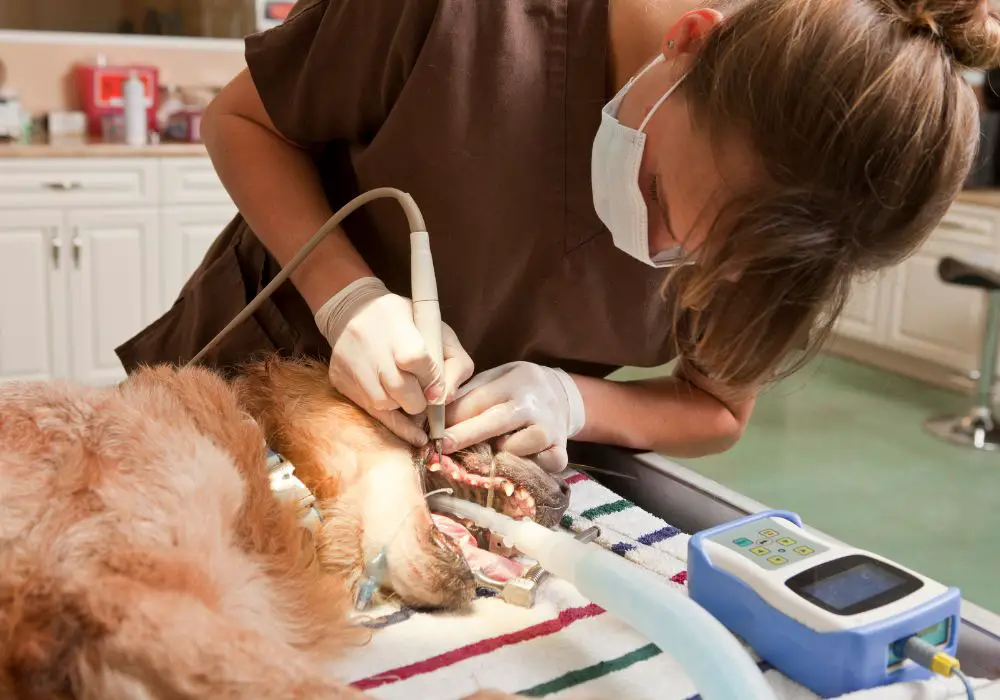 Why Do Dogs Need Dental Cleanings