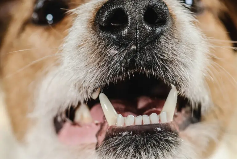 Why Does My Dog Grind His Teeth? (What You Need To Know)