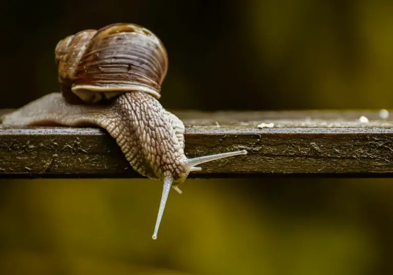 How Many Teeth Do Snails Have? (With Fun Facts)