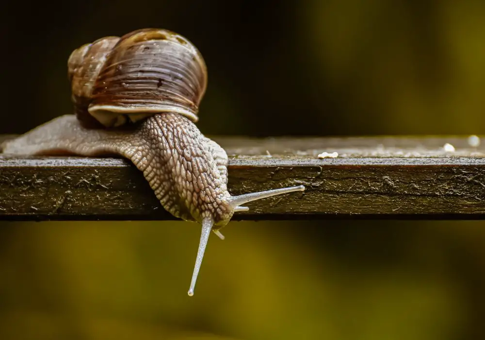 Why Snails Have Teeth