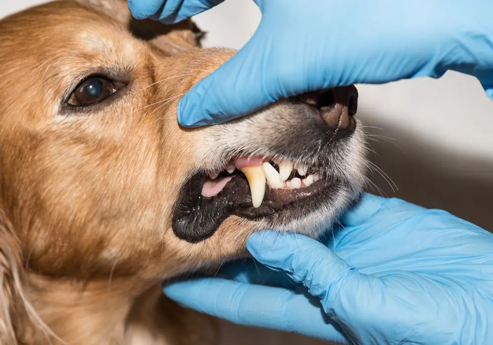 Why is Dental Cleaning Important for Dogs