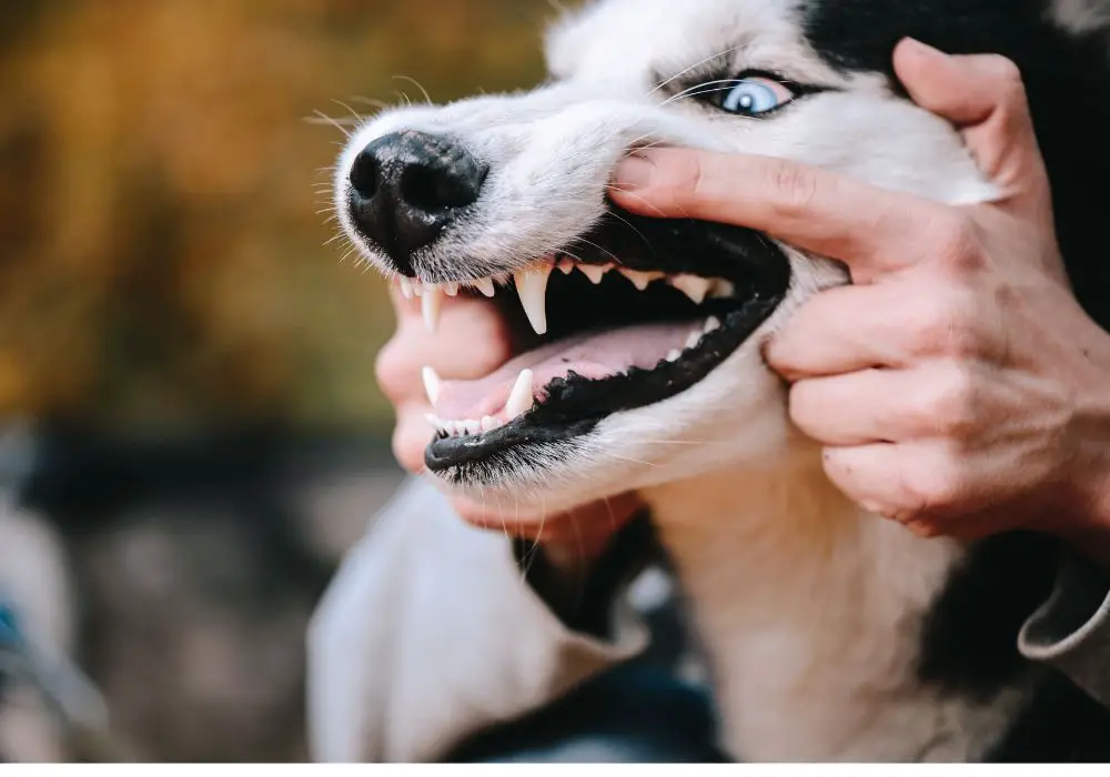 Why is My Dog Losing its Teeth?