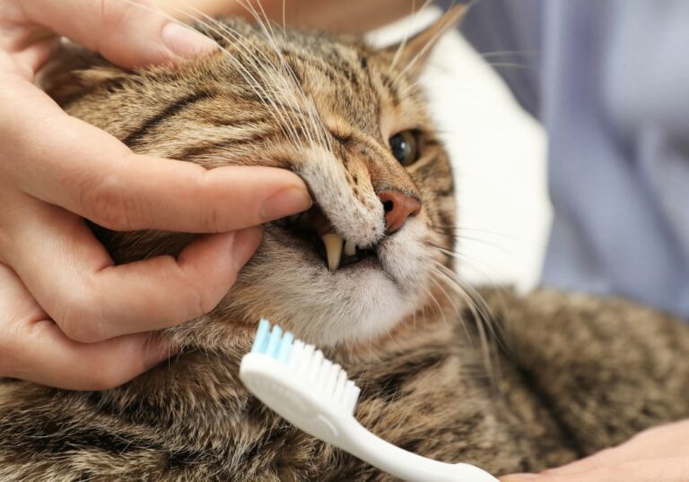 How to Clean Cat Teeth at Home? (Simple & Fast Ways)