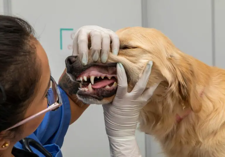 How Many Dogs Die From Tooth Cleaning? (Safe And Painless At Home)