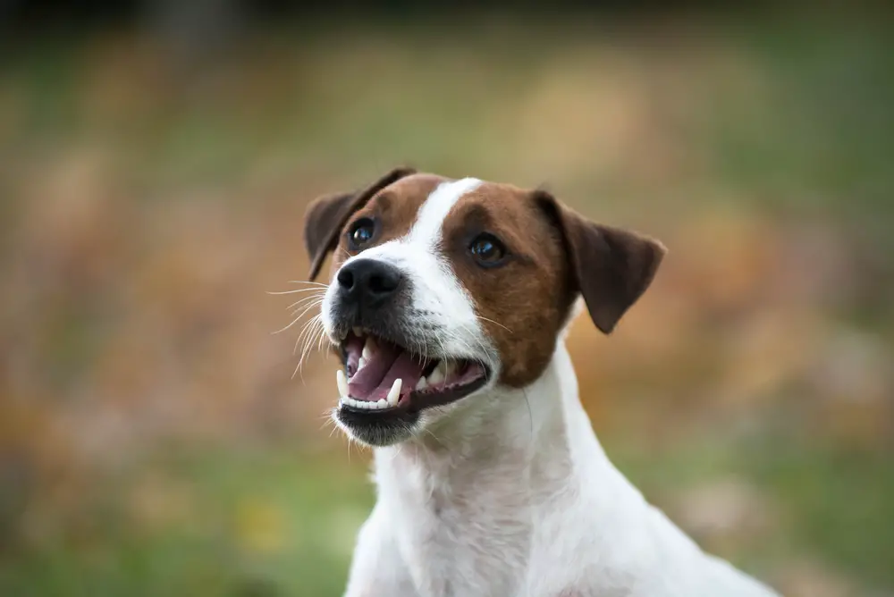 Pulling dogs teeth top