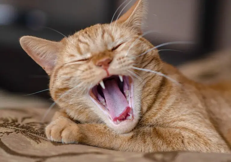 How Many Teeth Do Cats Have? (Dental Health)