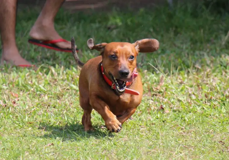 How Many Teeth Do Dachshunds Have? (Oral Health Care)