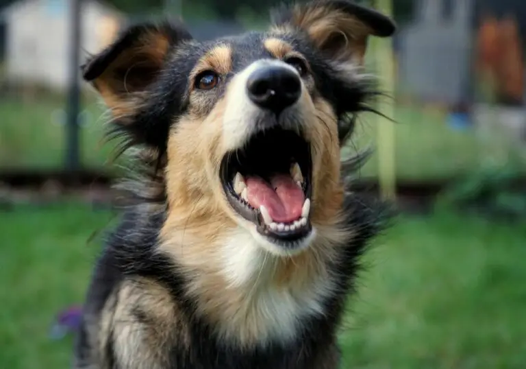 How Many Teeth Do Dogs Have? (Dental Care)