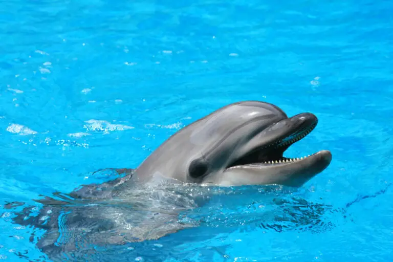 How Many Teeth Do Dolphins Have? (Facts About Dolphins)