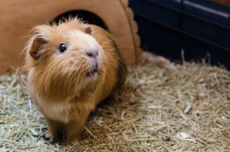 How Many Teeth Do Guinea Pigs Have? (A Complete Guide)