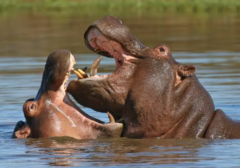 How Many Teeth Do Hippos Have?  (A Complete Guide)