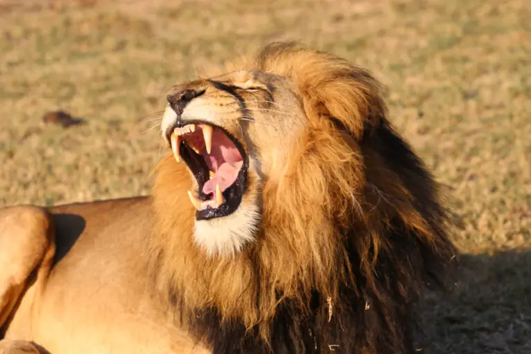 How Many Teeth Do Lions Have?