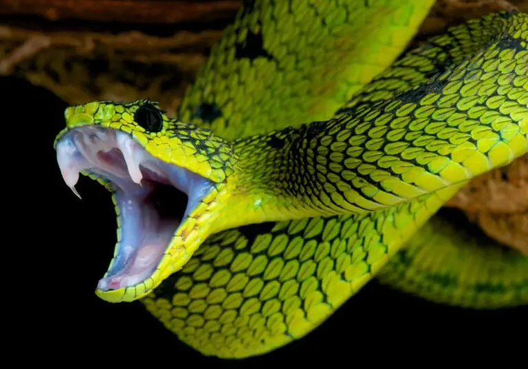 How Many Teeth Do Snakes Have? (Common Questions & Myths)