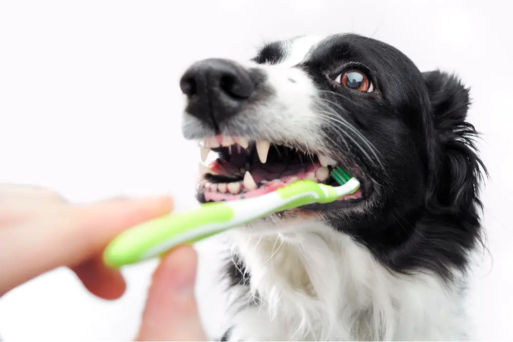 how to soften dog tartar