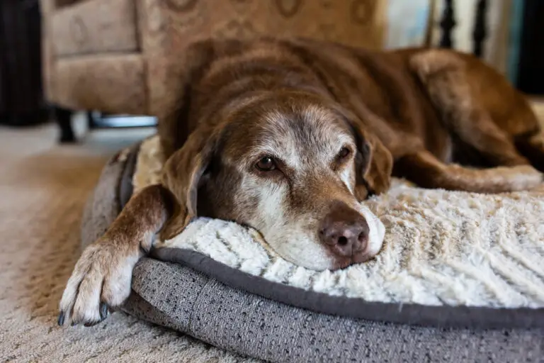 Old Dog Teeth Issues: How To Prevent & Care For Them