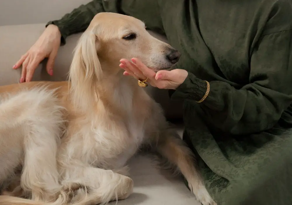 What To Feed A Dog With Loose Teeth Food List
