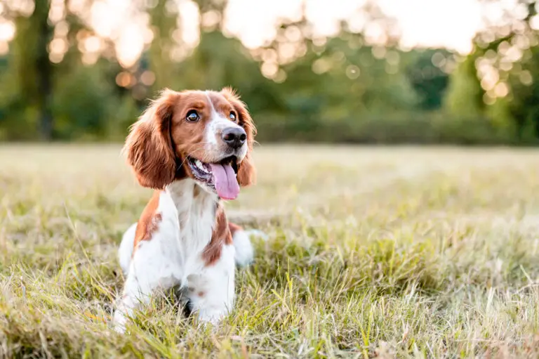 9 Common Causes Of Dogs Chatter Their Teeth