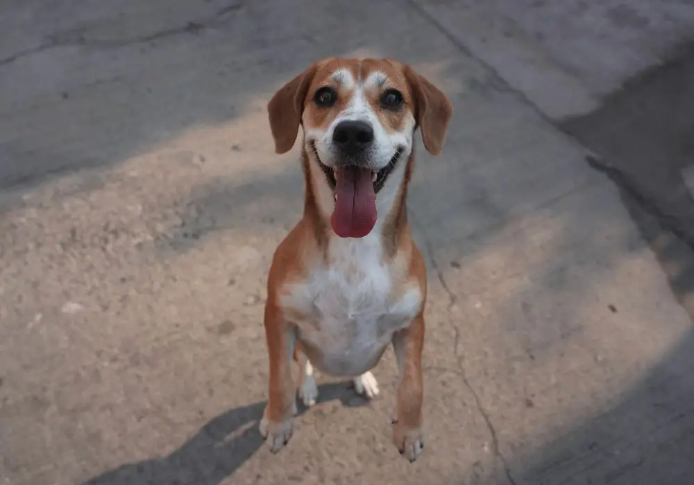 What Does It Mean When Dogs Chatter Their Teeth