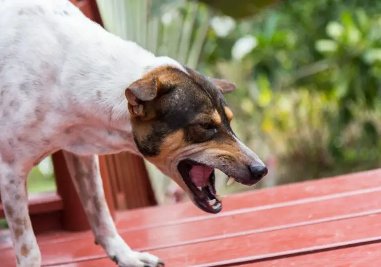 Why Does My Dog Growl and Show Teeth When I Pet Him? (6 Common Reasons)