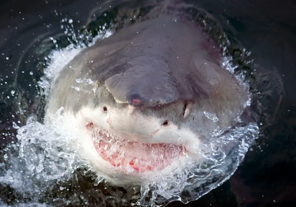 12 amazing facts about great white shark teeth