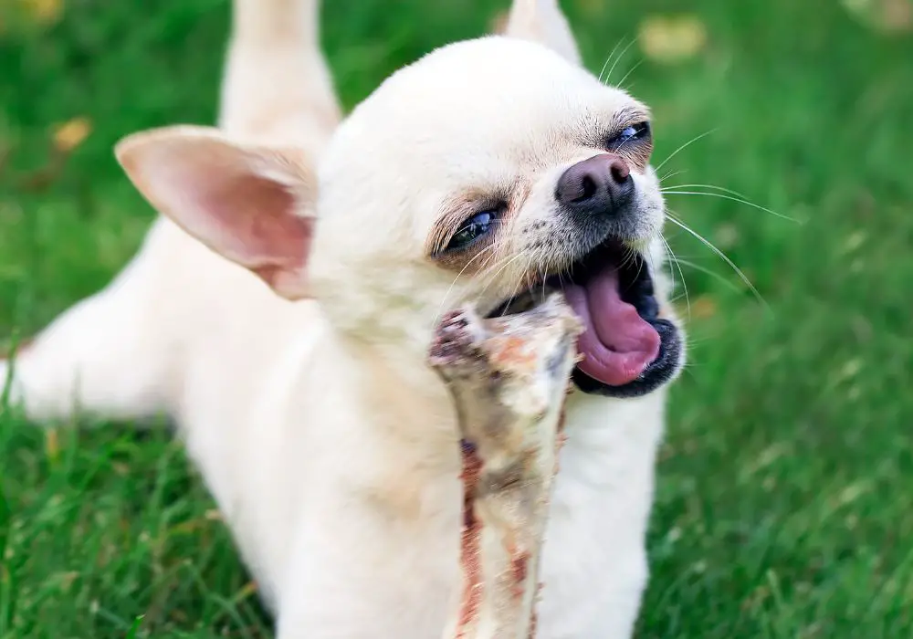 Adapting Your Dog's Diet When Missing Teeth