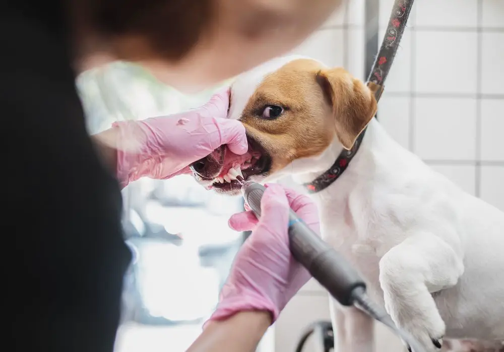 Additional Preventative Care Measures for Dog Dental Health