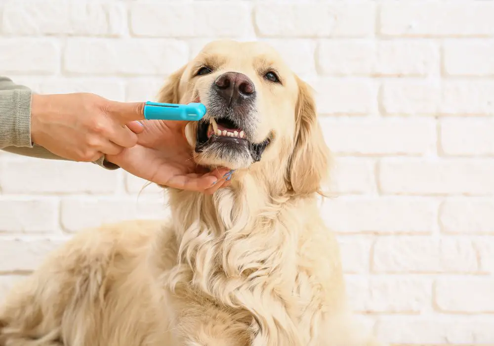 Alternatives to Tooth Brushing