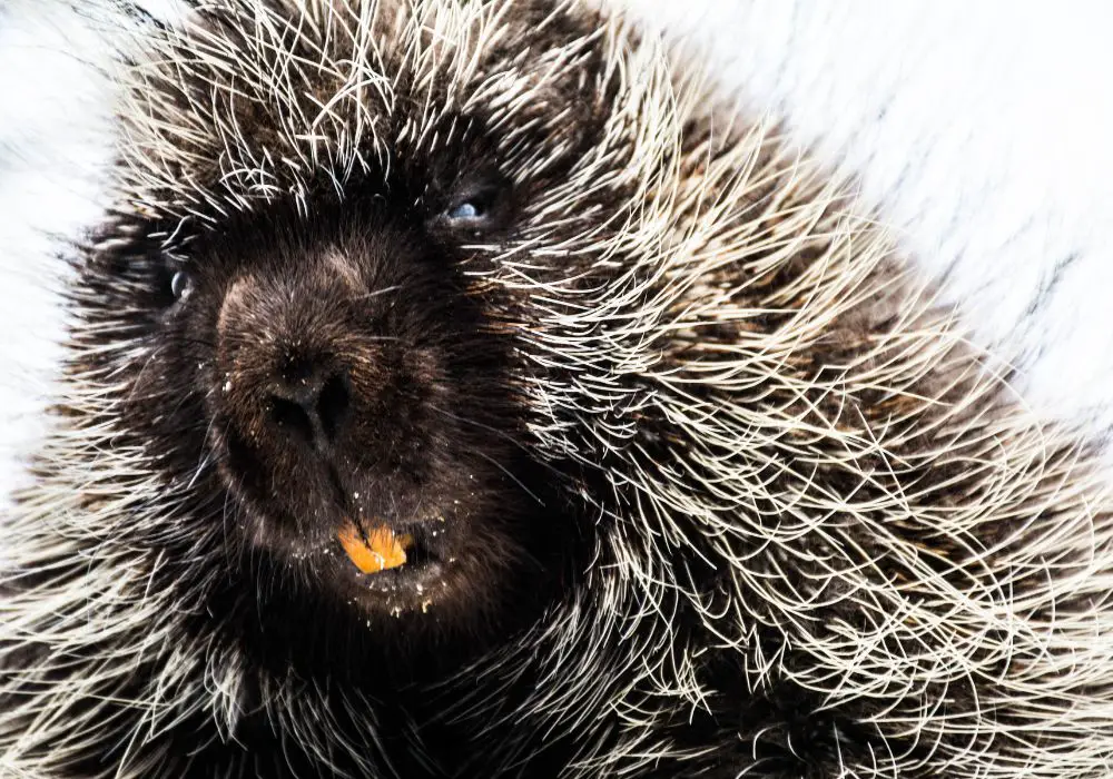 An overview of porcupine teeth